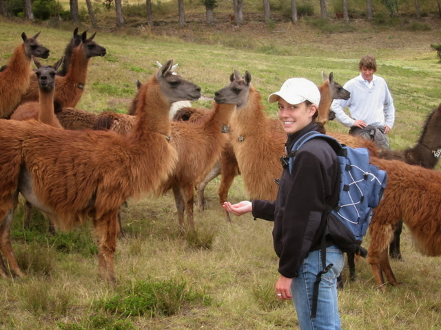 llamas