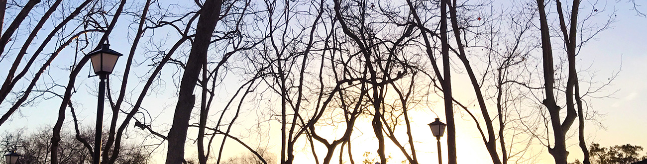 Trees lining the evening sky