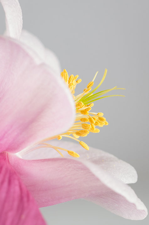 Pink and white flower with yellow detail