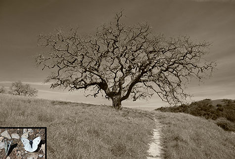 tree in landscape