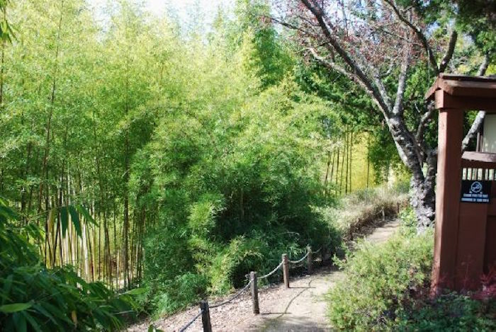 bambo garden from cultural center