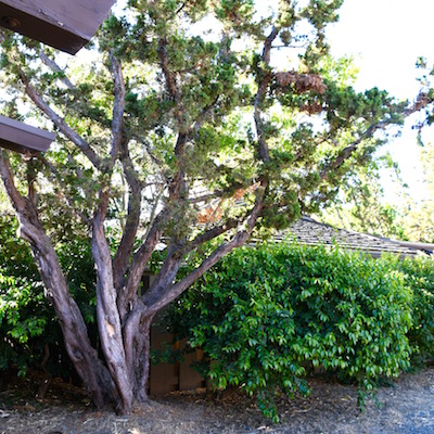 hut with tree