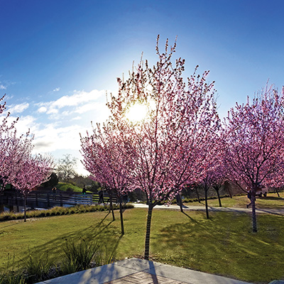 Pink cherry blossom trees in bloom