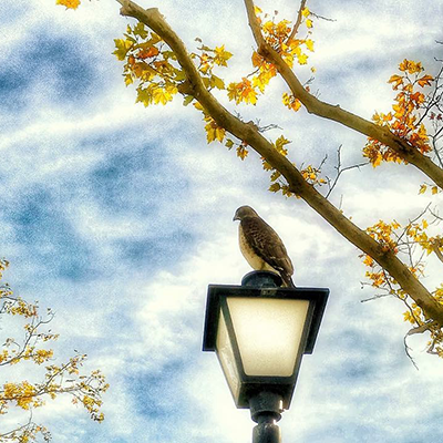 hawk on lamppost at Foothill
