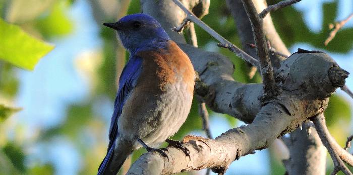 Western Bluebird in a tree